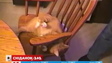 Кіт навчився виконувати акробатичний трюк заради ласощів