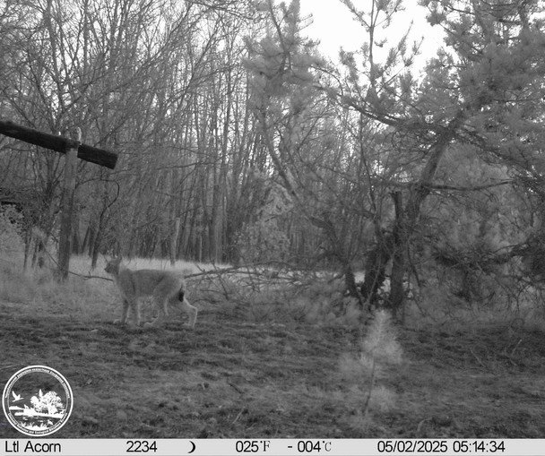 Зустріч хижаків: рись і сіра сова на одному кадрі / © Чорнобильський радіаційно-екологічний біосферний заповідник