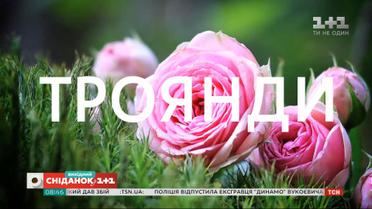 Как выращивать розы на балконе – садовник Павел Демянчук