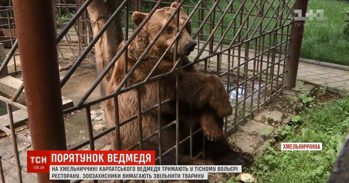 Зоозахисники хочуть урятувати карпатського ведмедя із ресторану в Кам’янці-Подільському