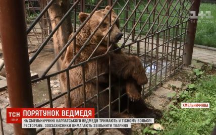 Зоозахисники хочуть урятувати карпатського ведмедя із ресторану в Кам’янці-Подільському