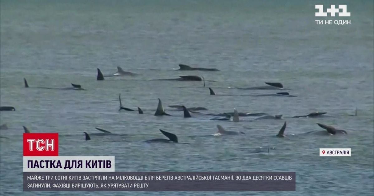 Біля острова Тасманія на мілині застрягли майже 300 китів: близько 20 загинули