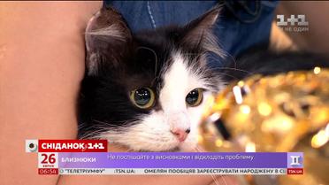 Мігея та Астра шукають своїх найкращих господарів