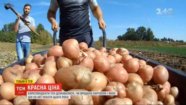 Красная цена: родил ли в этом году картофель, и каких цен ждать