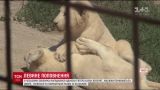 У чеському зоопарку народилися одразу п'ятеро рідкісних левенят