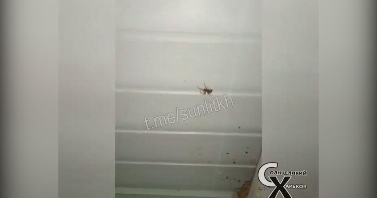 В Кирилловке нашествие пауков: туристы публикуют видео, что поражают