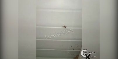 У Кирилівці навала павуків: туристи публікують відео, що вражають