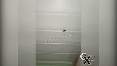 У Кирилівці навала павуків: туристи публікують відео, що вражають