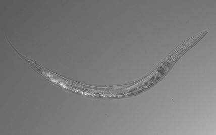 Ученые нашли в ядовитом озере новый вид червя с тремя разными полами и "кенгуриным" мешочком