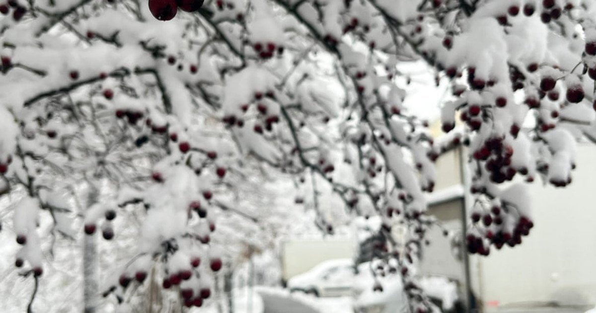 Налипание снега во Львовской области