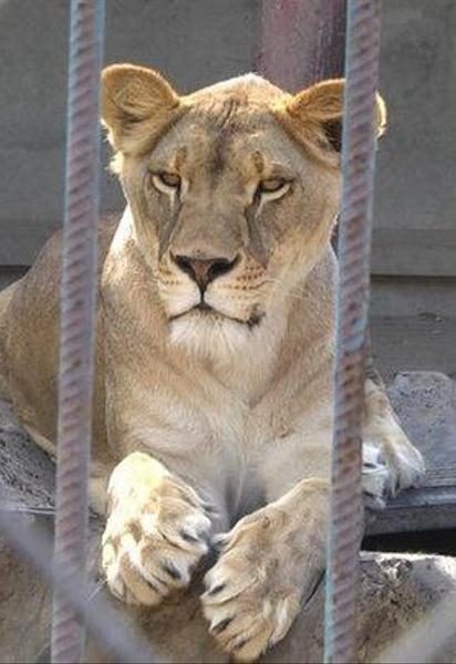 Левиця-втікачка