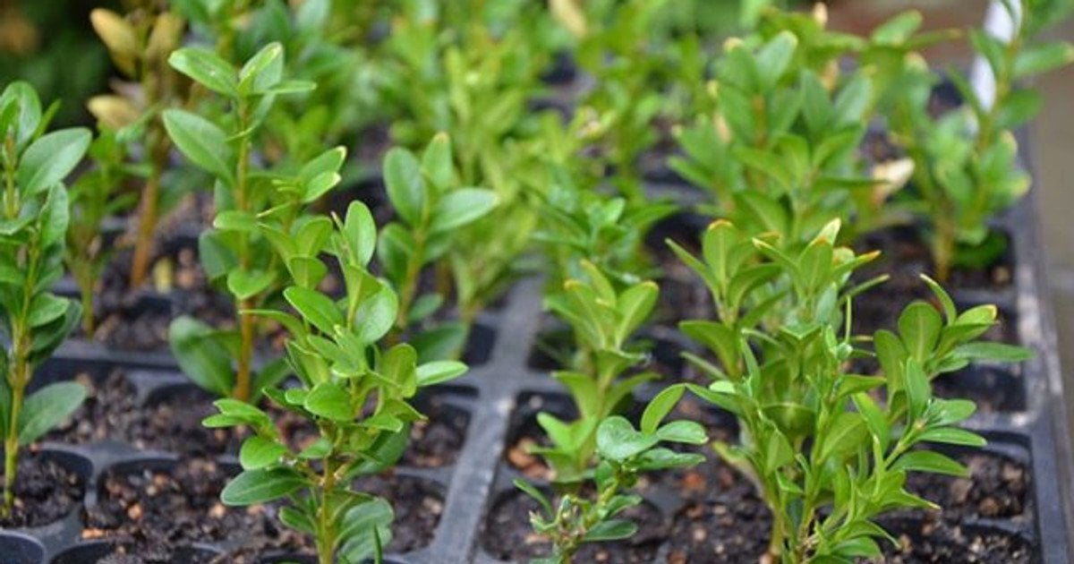 Як розмножувати живцями кущі