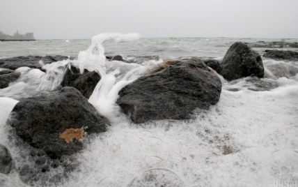 В Черном море из-за действий россиян погибли несколько тысяч дельфинов — эколог