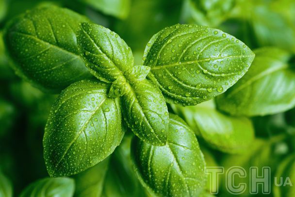 Базилик / © Credits