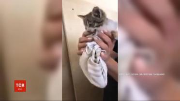 В Харкові волонтери вивільнили крихітне кошеня з бетонного полону