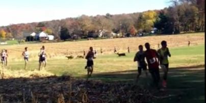 В США во время марафона легкоатлета сбил олень