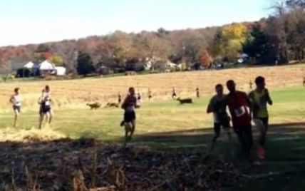 В США во время марафона легкоатлета сбил олень