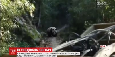 В Китае мужчина заснял дикую панду, которая едва не набросилась на лошадь