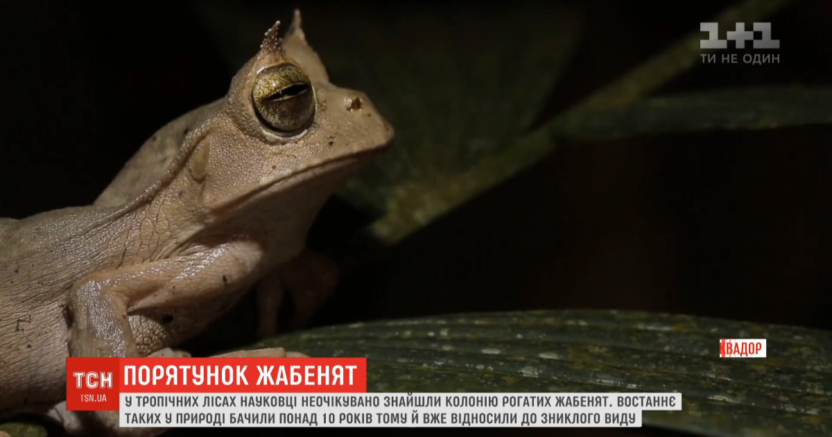 В тропиках эквадора нашли редких рогатых лягушат