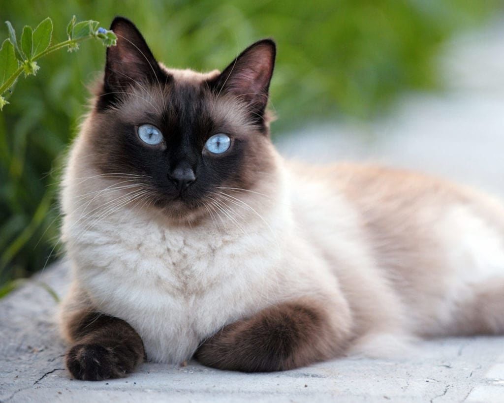 імена котів-1