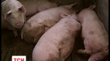 Африканская чума «косит» поголовье свиней на Киевщине