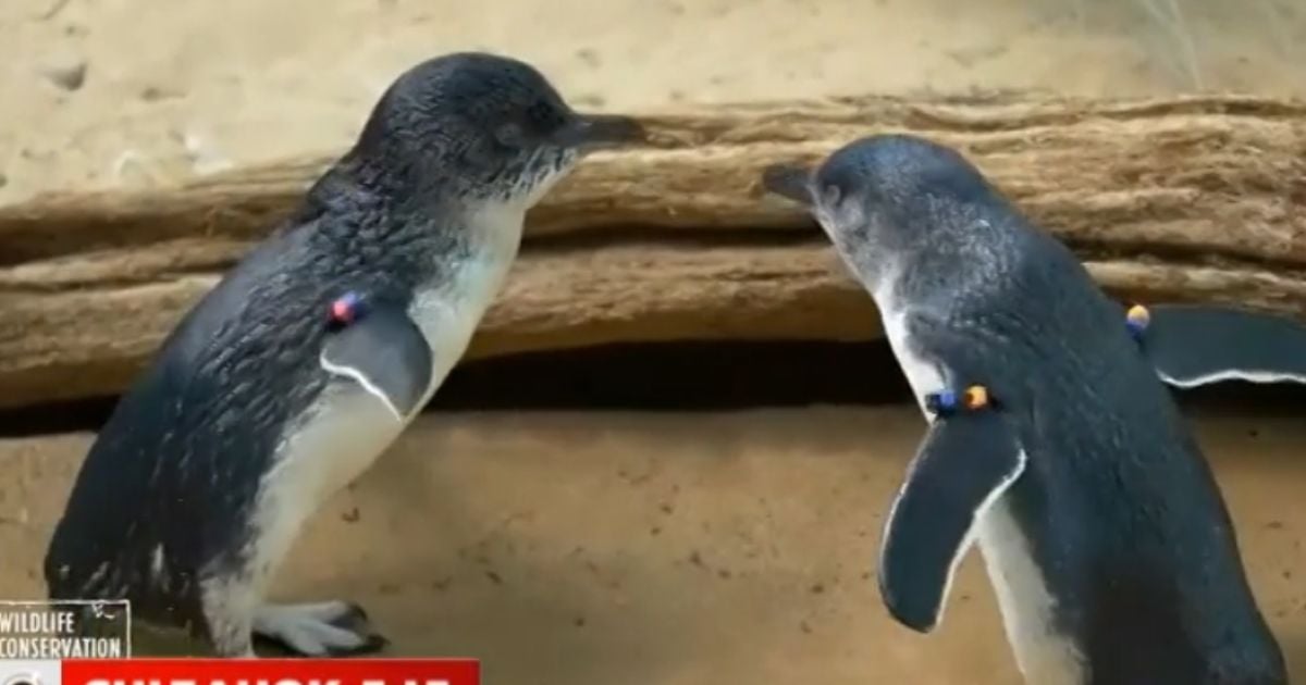 Крошечные птички вызвали фурор