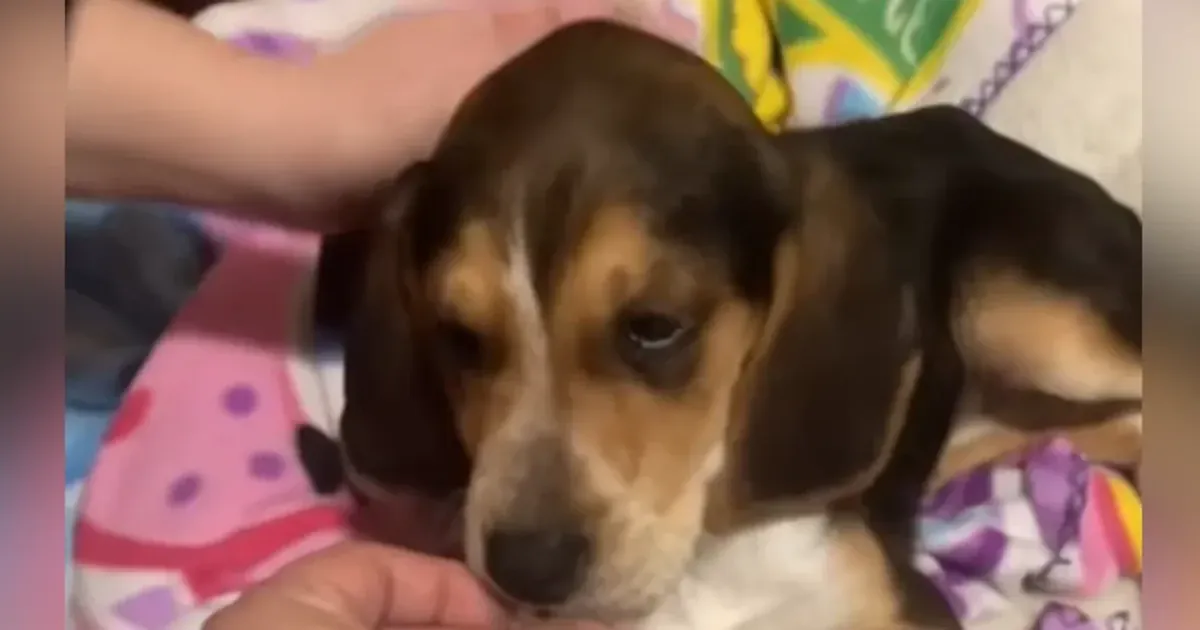 Крихітний песик, коли почав рости, виявився зовсім не біглем