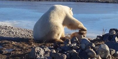 Білий ведмідь з'їв собаку там само, де зняли зворушливе відео про дружбу двох тварин