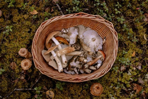 6 січня небо безхмарне, то в лісі буде багато грибів / © Pexels