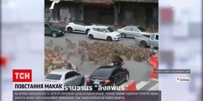 Новости мира: восстание макак в Таиланде - голодные животные заполонили улицы города Лопбури