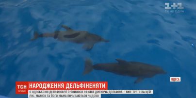 Дитинча дельфіна з’явилося на світ у дельфінарії Одеси