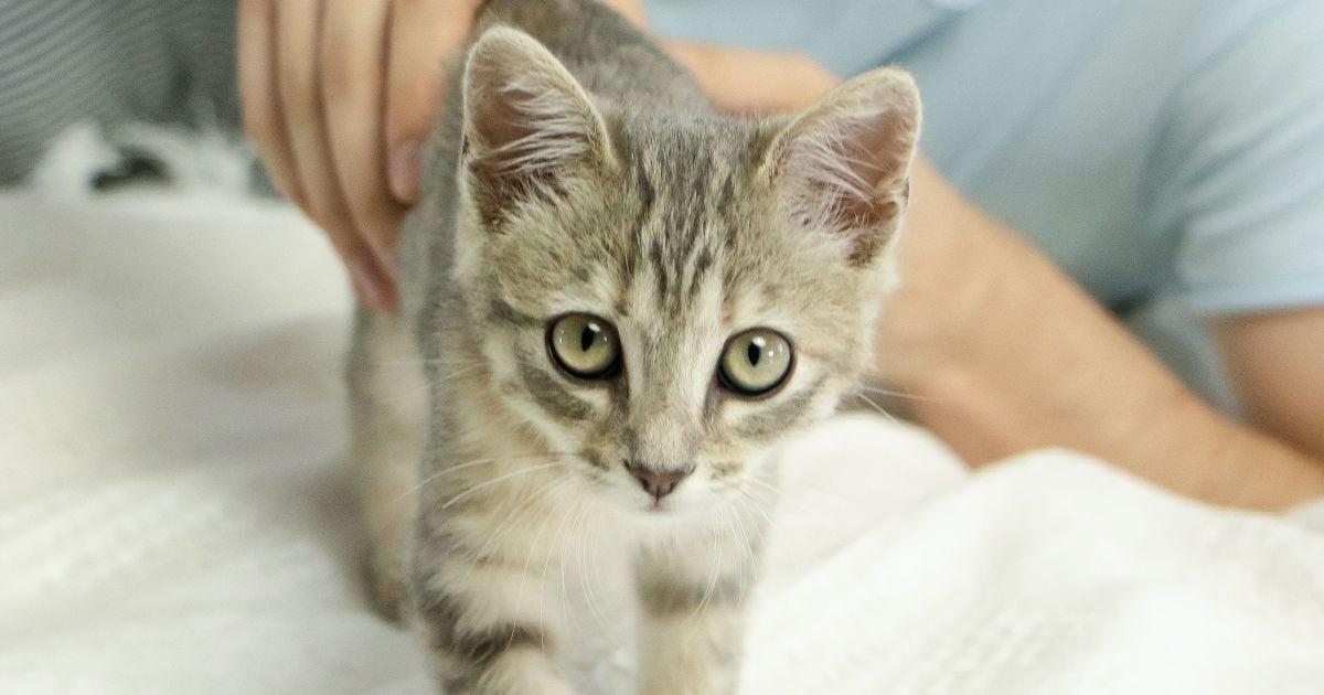 COLLAR Company представляет первую украинскую таблетку от блох SUPERIUM Spinosad для кошек