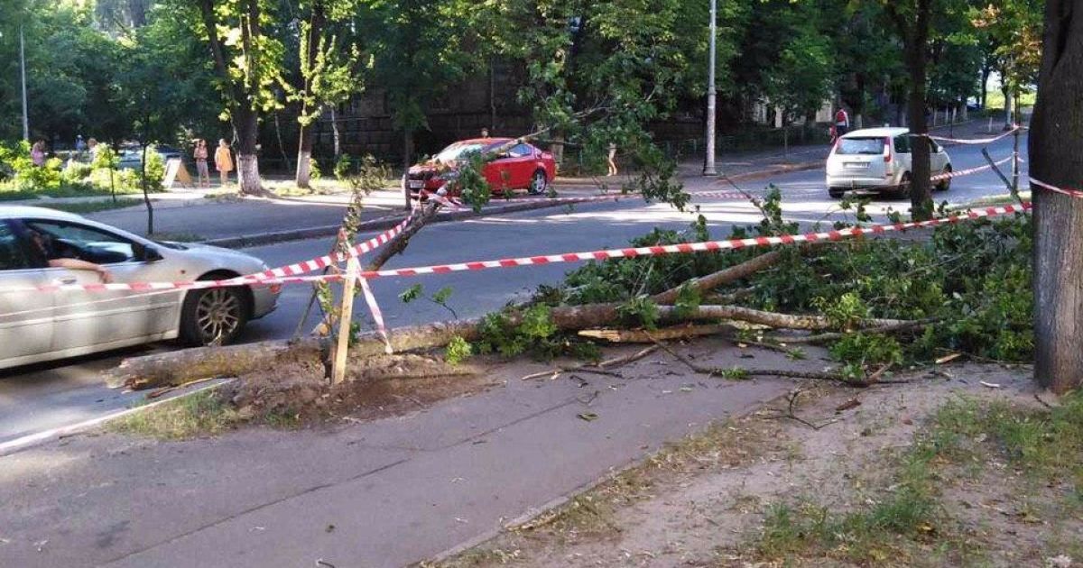 дерево