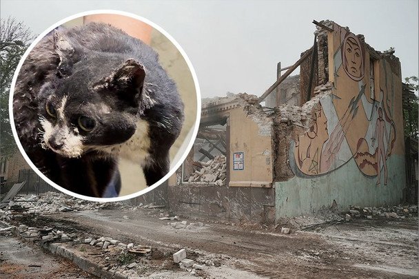Удивительное спасение в Харькове: кошка Маруся выжила после трех дней под завалами