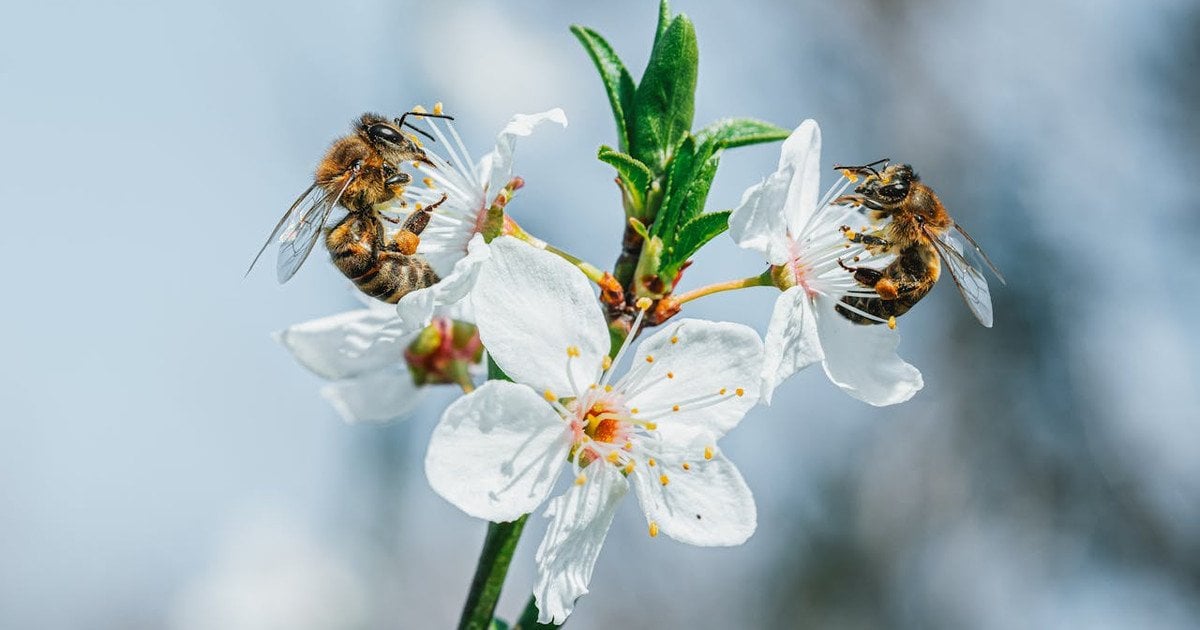 Что произойдет если исчезнут пчелы