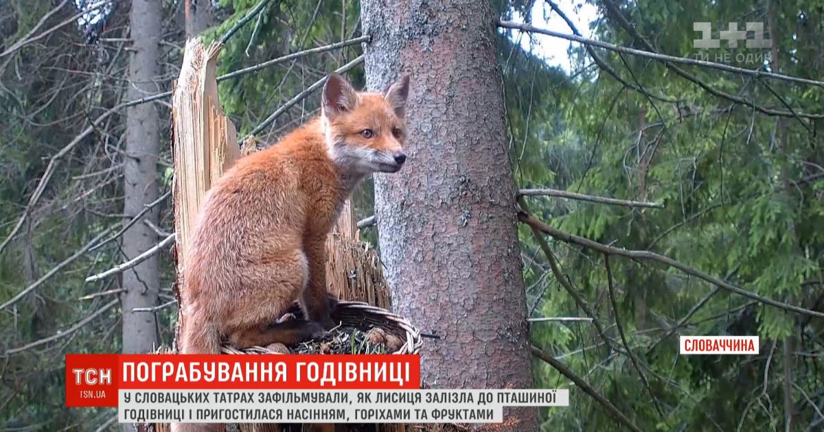 Рыжая воровка: в словацких Татрах лиса забралась в птичью кормушку