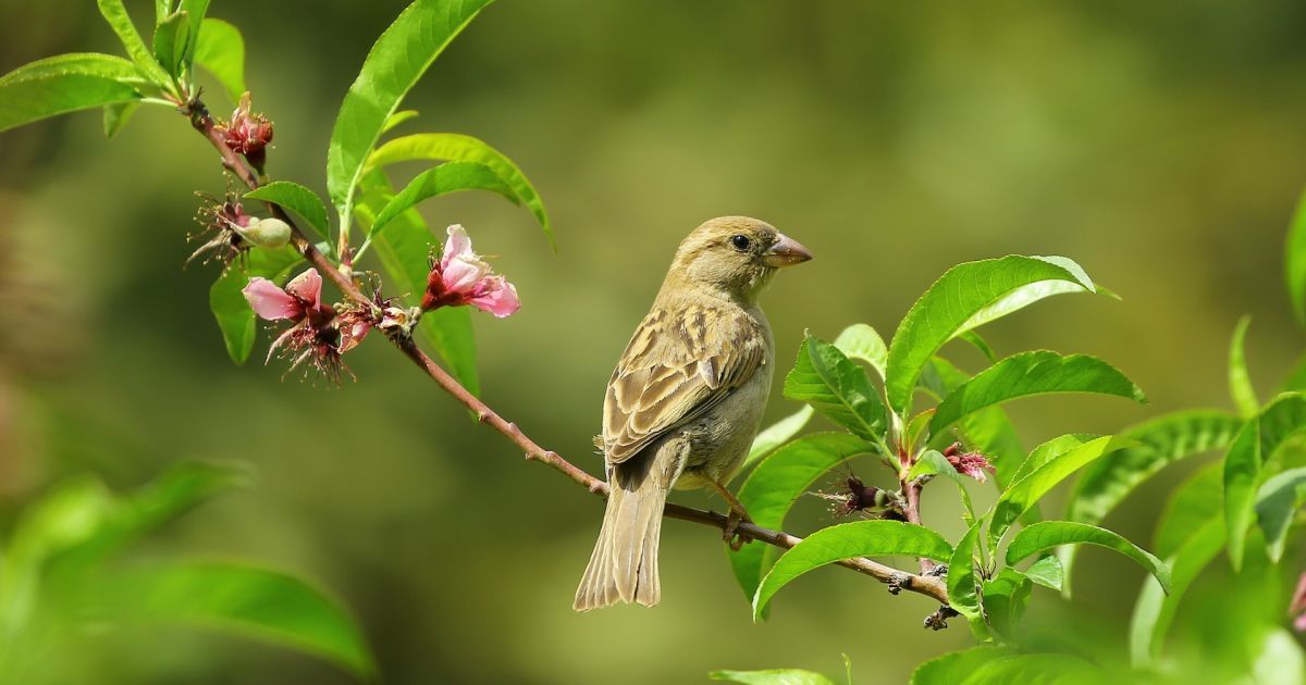 Пташка на дереві