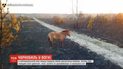 Чорнобильські ліси у вогні: пожежа  у зоні відчуження знищила 12 околишніх сіл