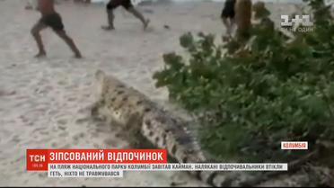 Кайман, який зненацька з'явився на пляжі у Колумбії, налякав відпочивальників