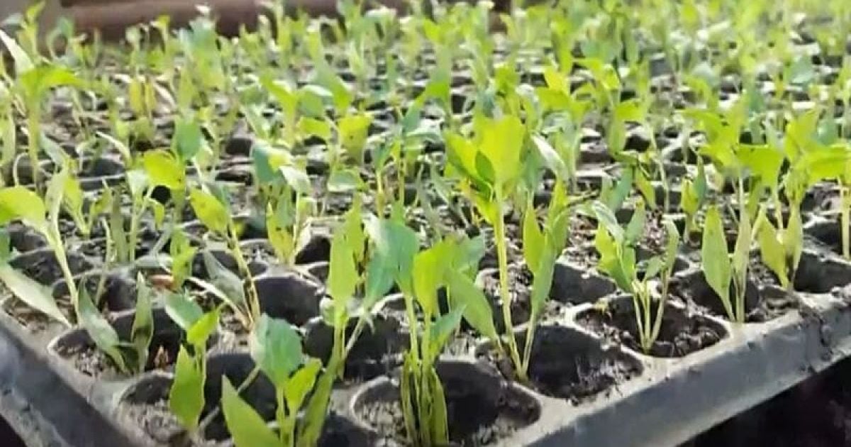 Когда сеять перец, баклажаны на рассаду