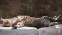 Как подружиться с ленью