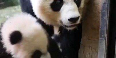 5-месячная панда Бей-Бей стала звездой Интернета после первой прогулки на воздухе