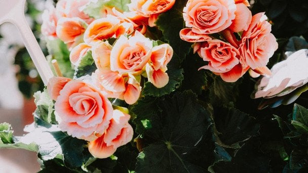 День ангела 24 січня — душевні привітання в прозі / © pexels.com