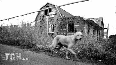 Так виглядає нині Широкине. Потрощені вулиці. Вцілілих будинків майже нема. Натомість дуже багато тварин, собак, котів, які намагаються прибиватися до військових. / © Дмитро Мороз/Журналіст "Спецкор"