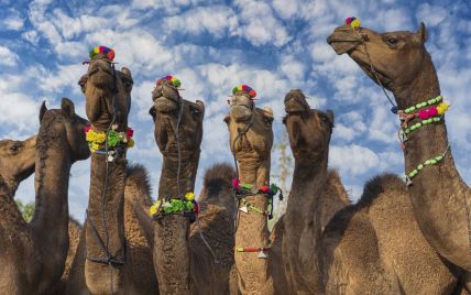 В Саудовской Аравии десятки верблюдов исключили из конкурса красоты из-за ботокса