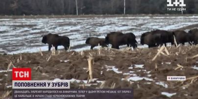 Новини України: у Вінницькій області народились зубренята