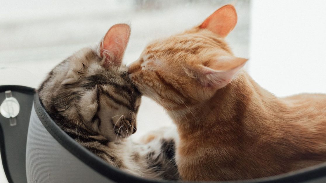 Красивые имена для кошек и кошек: как назвать любимца — Курьезы