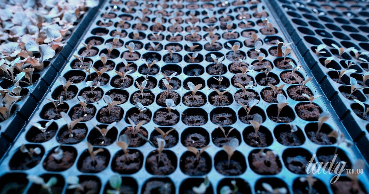 Як «загартувати» розсаду