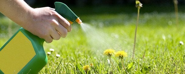 Як позбутися бур’янів на городі без хімії: чим полити рослини