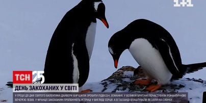 Видео: как пингвины строят гнезда из ярких камней во время брачного периода